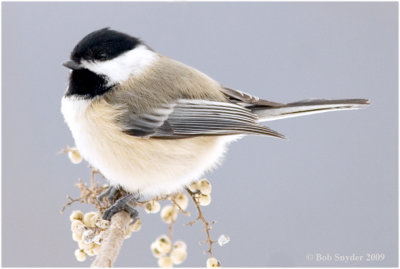 Black-capped Chickadees are PA breeding birds and also stay through winter.