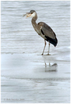 A Great Blue Heron robbed the fish from the Herring Gull. It is a very large fish!