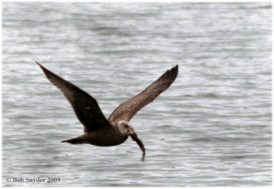 Herring Gulls (a juvenile in photo) are larger birds, and go for larger fish.