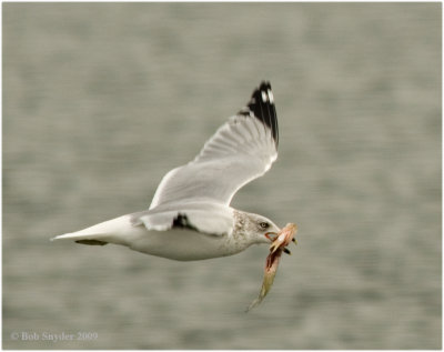 Ring-billed Gulls are often seen at Bald Eagle State Park until the lake freezes.