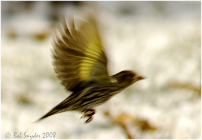 Pine Siskins show bright yellow under the wings in flight.