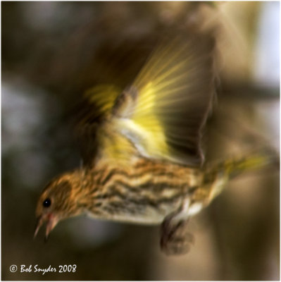 Pine Siskins are called 'an irruptive species' as they move unpredictably, based availability of their food sources.