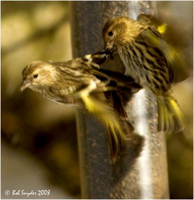 Pine Siskins at the nyjer feeder: this year I've observed up to 200 birds at my backyard feeders at one time!