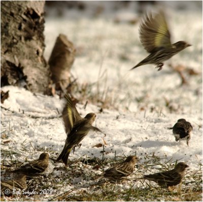 Pine Siskins are full of energy and move about constantly while feeding.