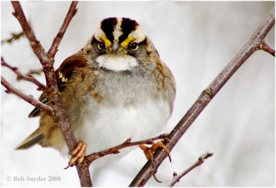 White-throated Sparrow is a winter visitor related to Harris's Sparrow.