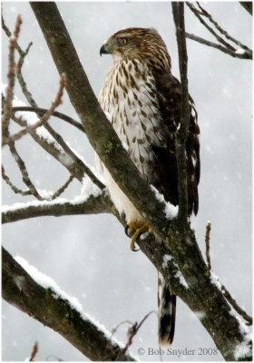 Coopere's Hawl, a large accipter, winters in PA.