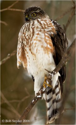 A smaller cousin of the Cooper's, is the Sharp-shinned Hawk; often seen around bird feeders.