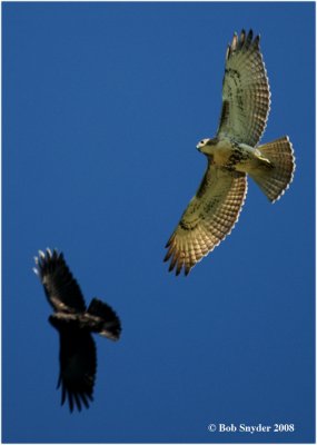 Red-tail Hawks are here year 'round in PA.  This hawk is being harrassed by an American Crow.