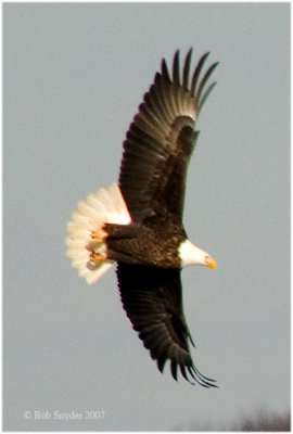 This is one member of the resident pair of Bald Eagles at Bald Eagle State Park