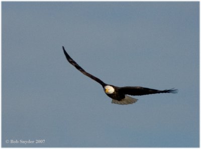 Bald Eagles are large birds, but graceful in flight.
