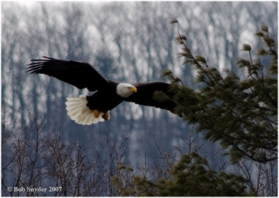 Bald Eagle coming in for a landing.