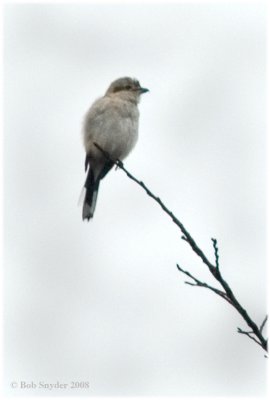 The Northern Shrike is a song bird that eats small song birds and over-winters at BESP.