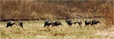 Wild Turkeys can be found in open fields next to wooded areas.