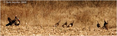 This flock was photographed in a corn field near Bellefonte, PA.