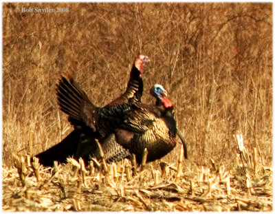 However, it took the two males a little longer to notice me, since they were having a dispute over the females.