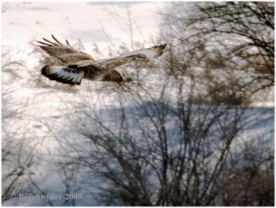 Length:18-21, Wingspread: 48-56, Weight: 1.6 - 3.0 lbs.