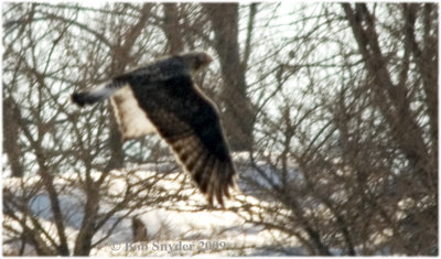 Rough-legged Hawks have small beaks, and long, narrow wings.