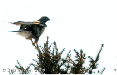 Rough-legged Hawk perched: note feathered legs, down to toes.