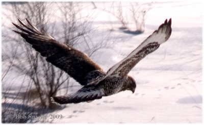 Field marks: a) dark wide tail band; b) dark, barred belly band; c) dark carpal patches on underside of wings.