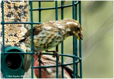 Purple Finches 2009