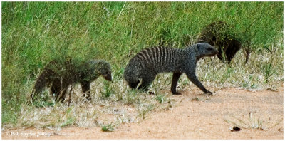 These were the Banded Mongoose of snake killing fame.