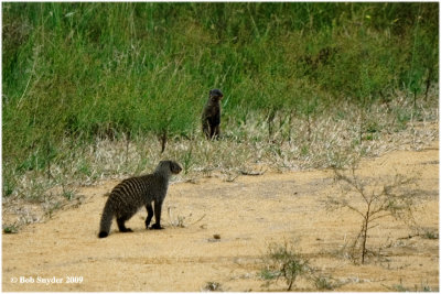 A band of 20 mongoose appeared along the dirt road.
