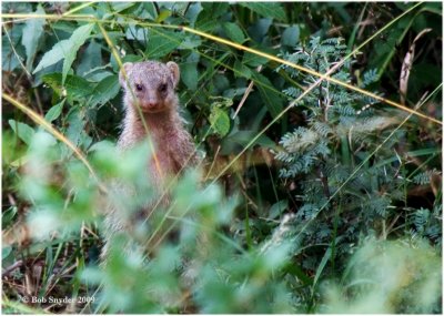 Banded Mongoose checking out the wheeled intruders.