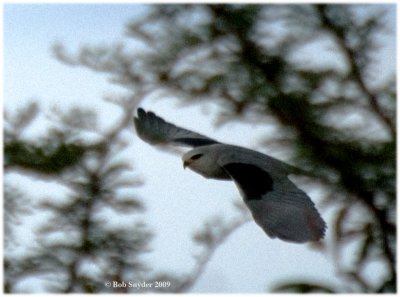 ... the Black-shouldered Kite.