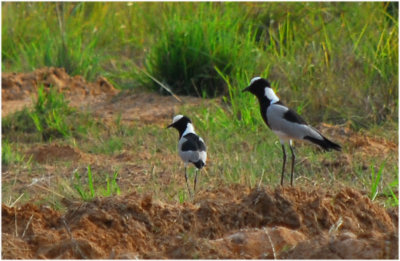 these Blacksmith Lapwings were seen in the contryside south of Alma