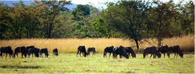 Black Wildebeests are a little larger and easier to photograph than some of the birds.