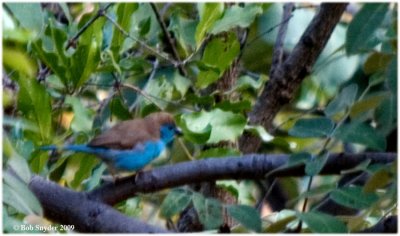 This fuzzy image of the tiny Blue Waxbill was made at sunrise just outside my cottage room.