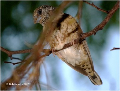Here is the female Cut-throat Finch.