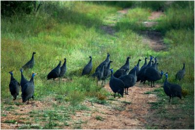 Helmeted Guineafowl prefered to walk along the reserve roads