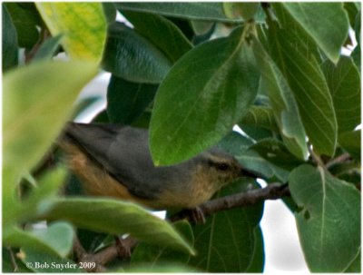 This tiny Long-billed Crombec (resembles a nuthatch) was photographed early in the morning, and was shy.