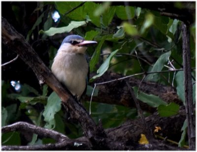 This Woodland Kingfisher is not found around water.  It was perched in small tree, along the dirt road: waiting for a lizard?