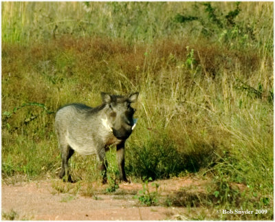 Warthog portrait: not such a good looker either!