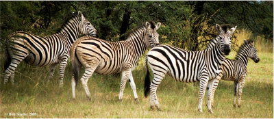 Plains  or Burchell's Zebras have stripes extending across the belly.  No two animals have the same pattern of stripes.