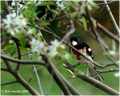 Rose-breasted Grosbeak stops in for a refueling