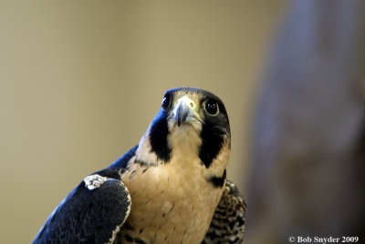 Isis is a Peregrine Falcon