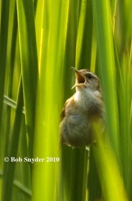 The Marsh Wren sings and scolds constantly....