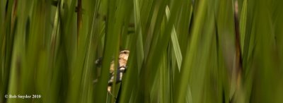 ...but mostly hides within cattails and watches you!
