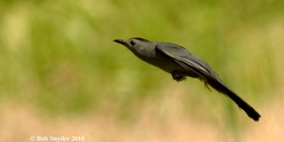 Catbird coasting between wing beats is a gray cruise missle.
