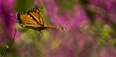 A Monarch Butterfly, leaves its flower too quickly, but is a work of art none the less.