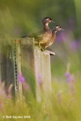 Two Wood Duck females stand on a wood duck nest box.