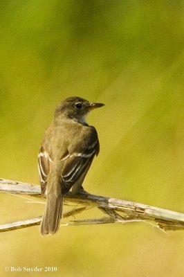 Willow Flycatcher, back view.