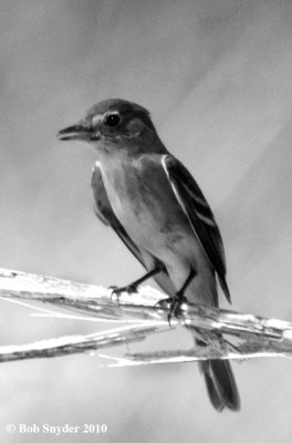 Willow Flycatcher I