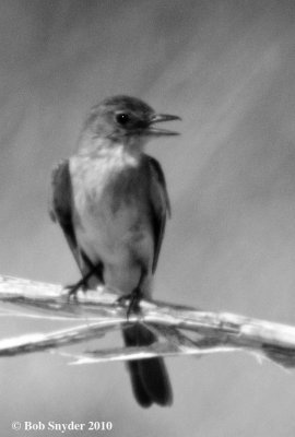 Willow Flycatchers II (softlight)