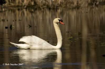 Trumpeter Swans stopover in Clinton Co., PA