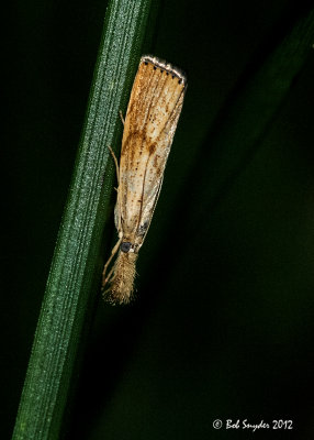 Small moth on blade of grass 