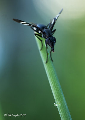 Small wasp-like fly on chives